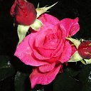  , , 64  -  3  2017   .. 20...  