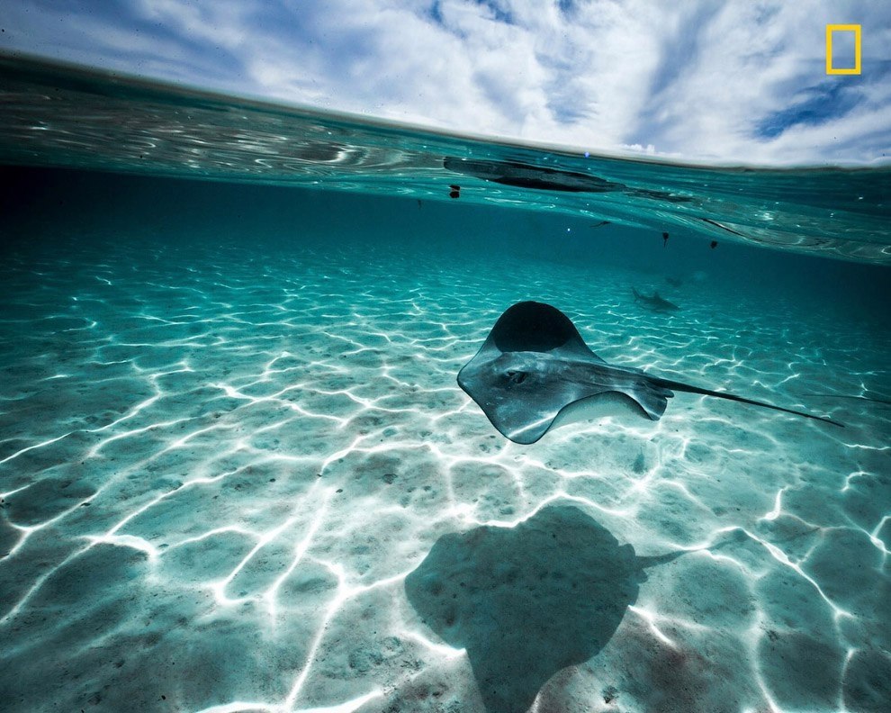        National Geographic.1.   . ( ... - 4