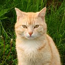 ���� Fedor., ������-���, 56 ��� - ��������� 31 ���� 2017 � ������ ������ ��������