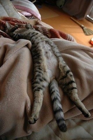 Спящие коты) А как спит ваш кот/кошка? Добавляйте свои фото в комментарии. - 6