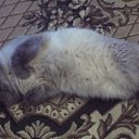 ���� �������, ������, 72 ���� - ��������� 7 ������ 2017 � ������ ���� ����������