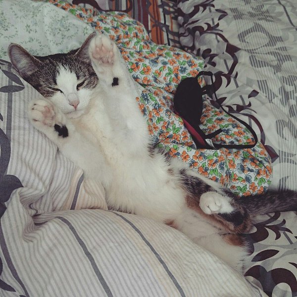 #Безкота_добро.Наша любимая кошка