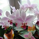 ���� ���-�), �����, 50 ��� - ��������� 4 ���� 2017 � ������ ��Ψ ��������� ���������-��� �������)�