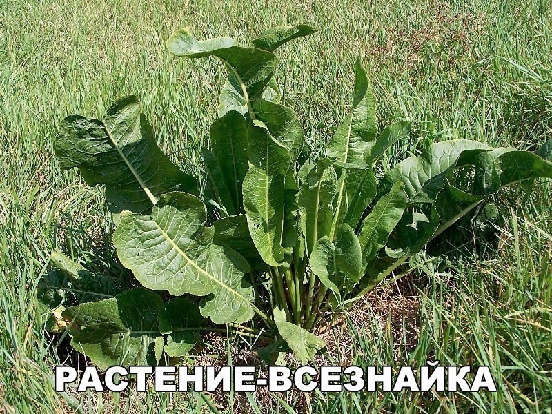 Смейся до слёз :D - 10 июля 2017 в 18:07