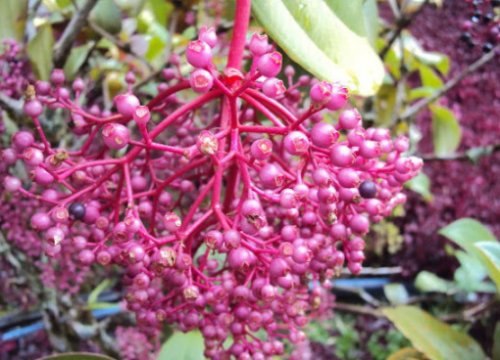 РЕДКИЕ И НЕОБЫЧНЫЕ СОРТА ВИНОГРАДА.4 – Яркий азиатский виноград (Showy Asian Grapes)Это один из ...