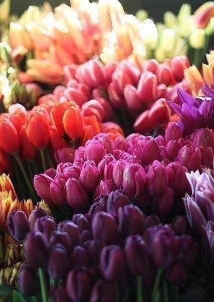 ...тюльпанчиков - 2