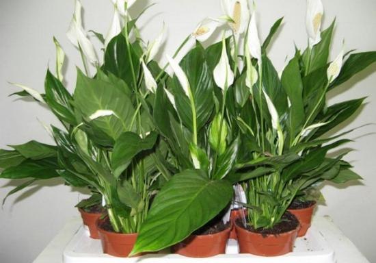  -  .   (Aspidistra)  8   ... - 2