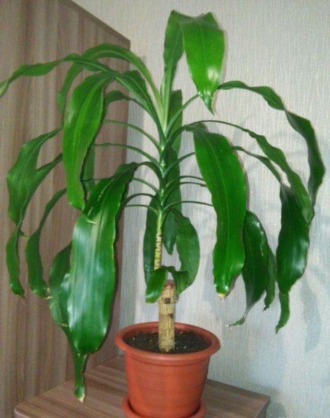 .  (Dracaena umbraculifera).   ,   ...