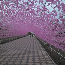 ���� ������, ��������, 69 ��� - ��������� 3 ������� 2017
