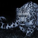  Dmitrii, , 54  -  30  2017    