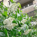 ���� ������, ������, 62 ���� - ��������� 29 ��� 2017 � ������ ���� ����������