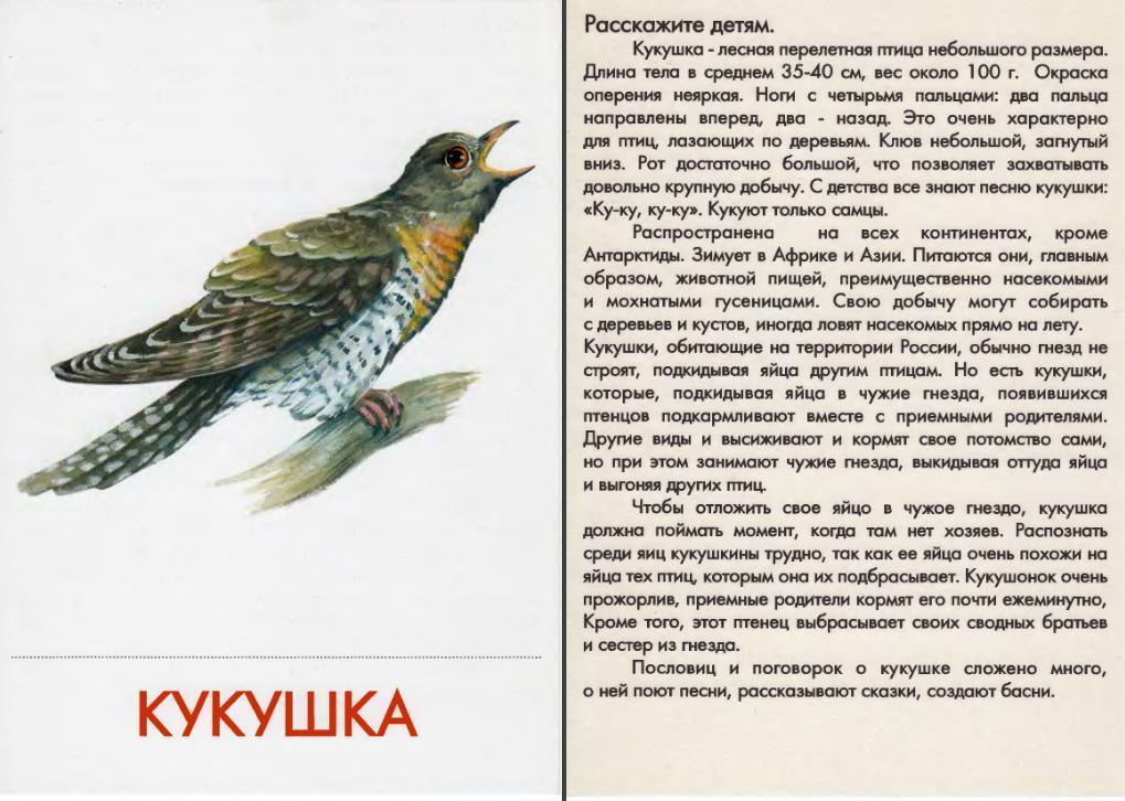 Краткое описания птиц. Кукушка описание. Кукушка птица. "Птицы расскажите детям". Кукушка для детей.