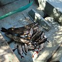 ���� Vyacheslav, �����, 47 ��� - ��������� 20 ������� 2017 � ������ ������ ��������