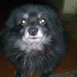 Igor, ������