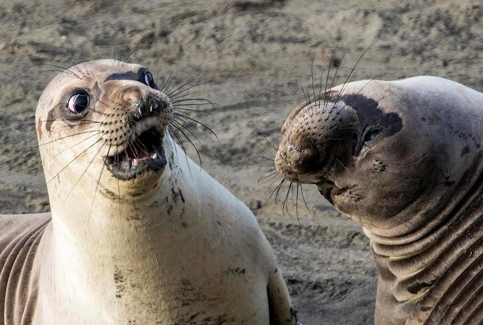   Comedy Wildlife Photography Awards https://fotostrana.ru/away?to=/sl/uHW3 Wildlife Photography Awards  ... - 10