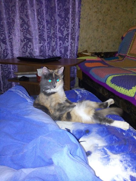 #Безкота_добро.Год назад нашла кошечку. подняла на руки, три лапы висят сломаны с носика течёт ... - 6