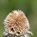 ���� ���������, ���� - ��������� 17 ��� 2017 � ������ ���� ������ ����� ������