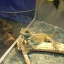 ���� �������, �������-���������, 43 ���� - ��������� 7 ���� 2017 � ������ ���� ����������