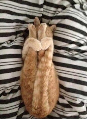 Спящие коты) А как спит ваш кот/кошка? Добавляйте свои фото в комментарии.