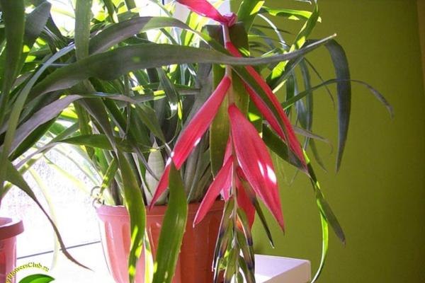 .  (Billbergia magnifica)   -   ...