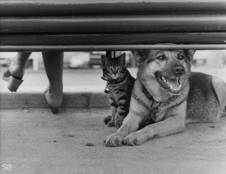 ���� - 23 �������� 2017 � 23:44 - 7