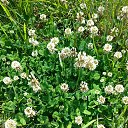 ���� Zoya Vavilova, ����������, 68 ��� - ��������� 4 ���� 2017 � ������ ���� ����������