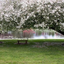 Dan*, ���������������, 36 ���