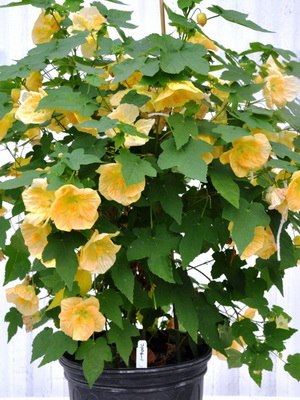 ��������, ��������� ���.����� �Large Flowered�
