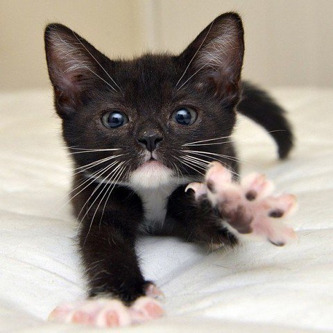 ))).держит в мягких лапахвсё семейство коти наивно думатьчто наоборот© Evgeniya Varvarina