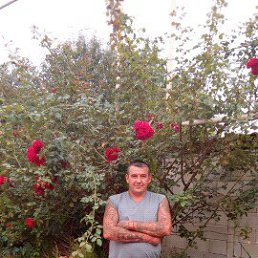 �������, ���������, 49 ���