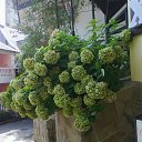 ��� ������� ���������. ������, 2017 �� ������� �����