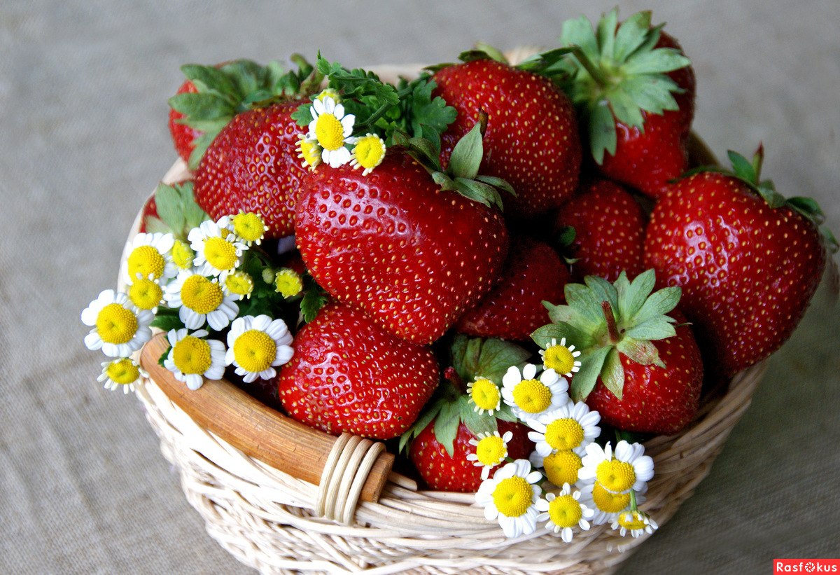 Хорошего дня фрукты. Красивые ягоды. Земляника. Летнее настроение. Корзина с клубникой.