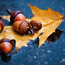 ���� �����, ����������� - ��������� 8 ������� 2017 � ������ ���� ����������