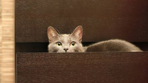   ,      -  ,   15  , ,  ...