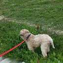 ���� �����, ����-��������� - ��������� 18 ������� 2017 � ������ ���� ����������