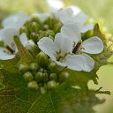 ���� ���������, ���� - ��������� 17 ��� 2017 � ������ ���� ������ ����� ������