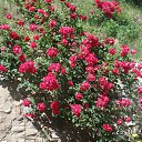 ���� Max Brodyaga, ������, 45 ��� - ��������� 29 ���� 2017 � ������ ���� ����������