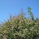 ���� �������))), �������� - ��������� 30 ������� 2017 � ������ ���� ����������