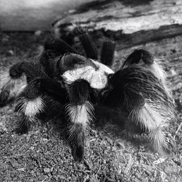 R, ������, 50 ���