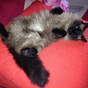 ��� ���� �� ������� �2017�