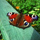 ���� Oksana, ����� - ��������� 17 ������� 2017 � ������ ���� ����������