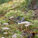 ���� Irin�, ������, 46 ��� - ��������� 11 ��� 2017 � ������ ���� ����������