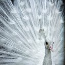 ���� �������, ������, 36 ��� - ��������� 25 ������ 2017 � ������ ���� ����������