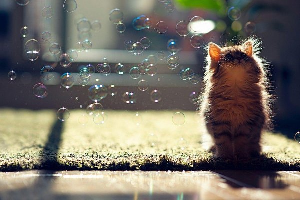 Детеныши животных. Нет на свете ничего милее, чем недавно увидевшие свет животные. - 2