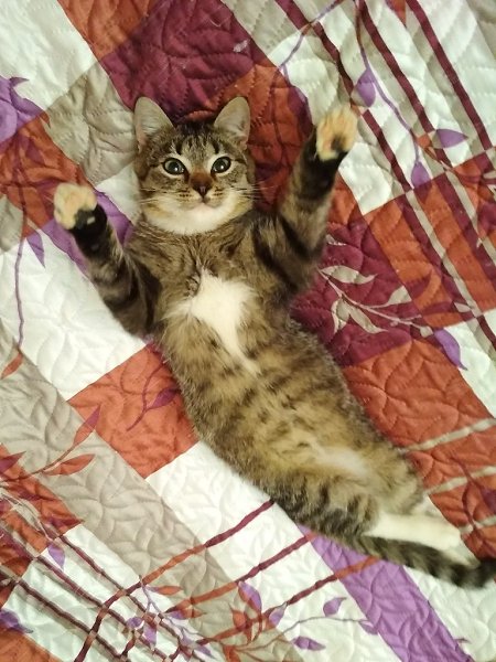 #котизм_доброта #москва@catism.МоскваНа днях у одного из подъездов появился котёнок. Выяснилось, что ... - 3