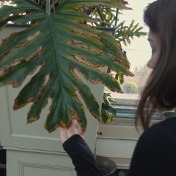 ����, �����-���������, 23 ����