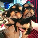 ���� ������ �������� �� ������� ���������