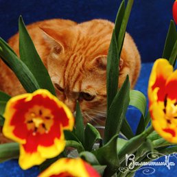 ���������, �����-���������