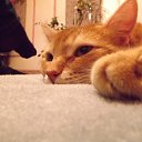 ���� �������, ������, 36 ��� - ��������� 4 ������ 2017 � ������ ���� ����������