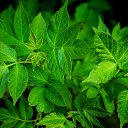 ���� ������, ������, 49 ��� - ��������� 3 ��� 2017 � ������ ������� Nikon�